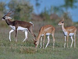 Black bucks