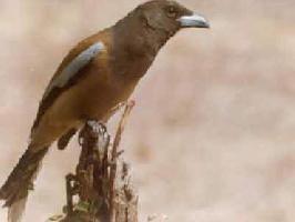 rufous tree pie