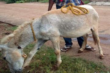 Donkey’s milk costs a bomb