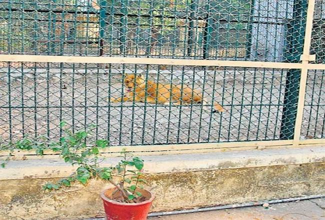 घुटते-घुटते पीढ़ियां खत्म, जानवर बोलते तो जरूर कहते- ये कैसे इंसान?