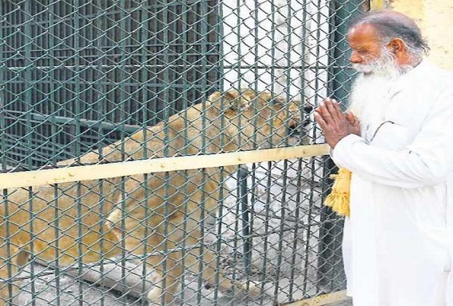 20 बाघ और बब्बर शेरों की देखरेख करते थे जानकीलाल, हाथ जोड़कर हुए विदा