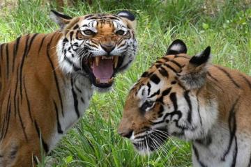 Tigers’ roar grows louder in Karnataka