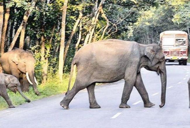 When connectivity kills wildlife