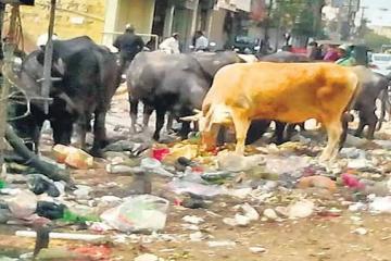 डोर-टू-डोर कचरा कलेक्शन में कई जगहों से नहीं उठ रहा कूड़ा, निगम पार्षद मौन