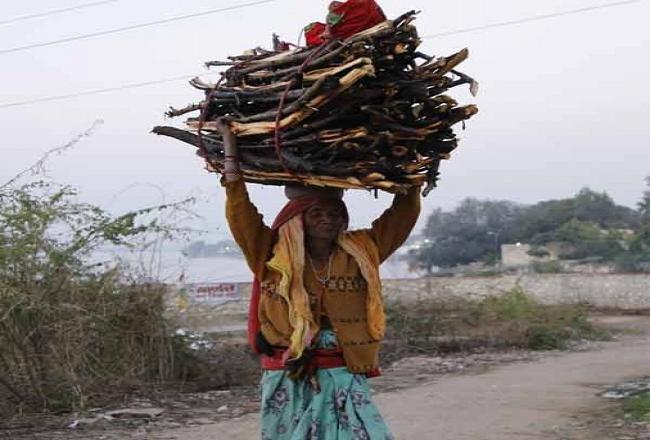 घड़ियालों के बीच 80 साल की बिरधी बाई ढोकर लाती है 50 किलो का गट्‌ठर, मिलते हैं 50 रुपए