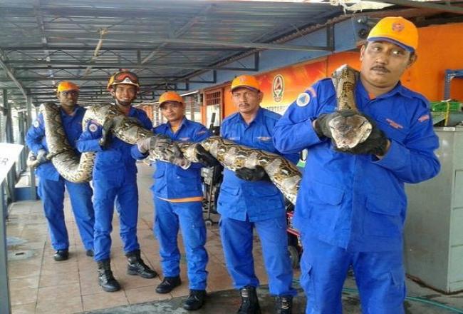 ‘World’s longest-ever captured python dies after giving birth’