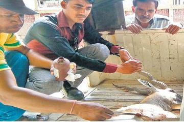 सोरसन में जानवरों को नहीं मिल रहा पानी, टूरिस्ट भी यहां नहीं हैं सेफ