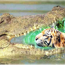 Amazing but true, the dreaded tiger crocodile has eaten up