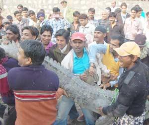Q half of the female crocodile brought the sweat