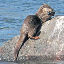 Shown in Rawatbhata endangered creature manush Ban Water!
