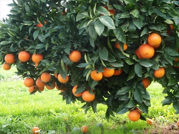 The Orange will also identify Hadhuti