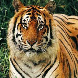 Tiger Will Come the first time in our zoo